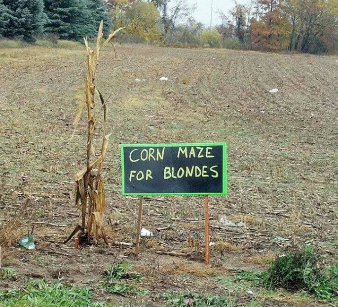 Corn Maze for Blondes copy