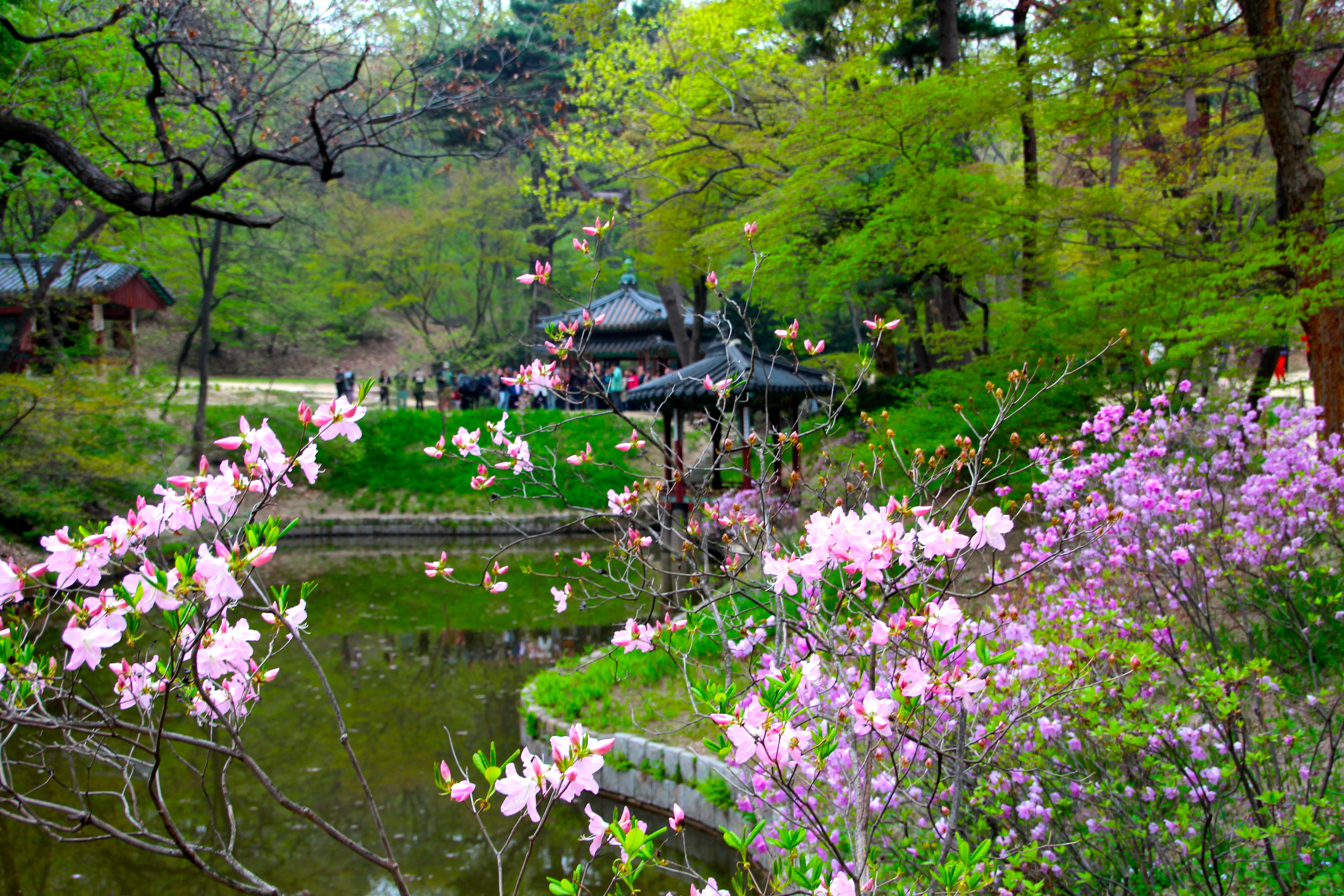 secret-garden-of-changdeokgung-palace-9.